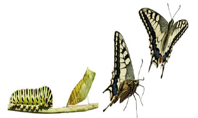 Discipulado transformacional