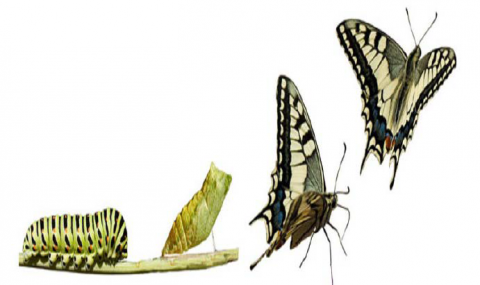 Discipulado transformacional